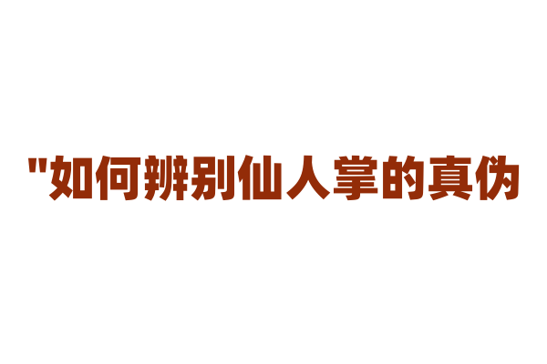 "如何辨别仙人掌的真伪？"